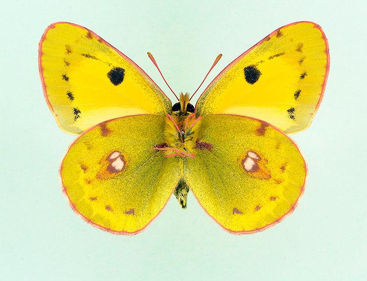 Colias croceus male (verso, aberration, nigra+latemarginata+basisuffusa) [Internet image property of respective owner, non commercial use only]